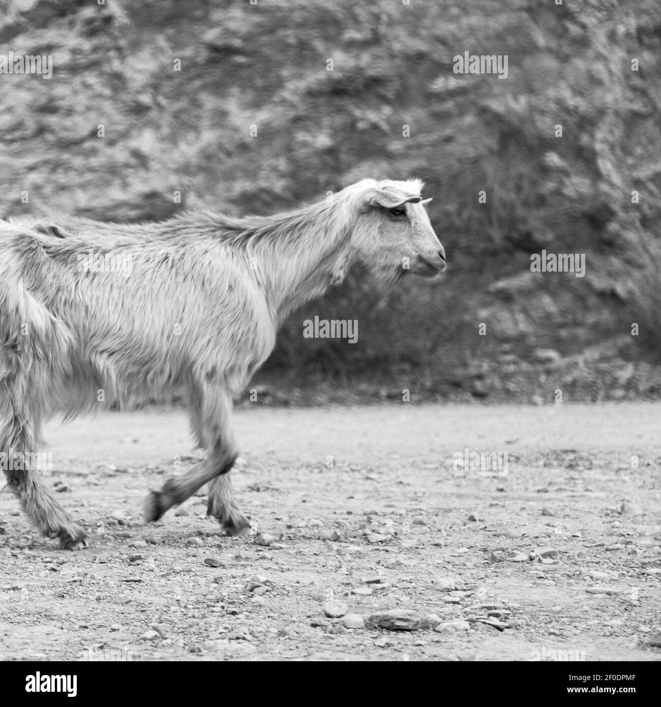 In capra oman da solo vicino alla roccia e al cespuglio Foto Stock