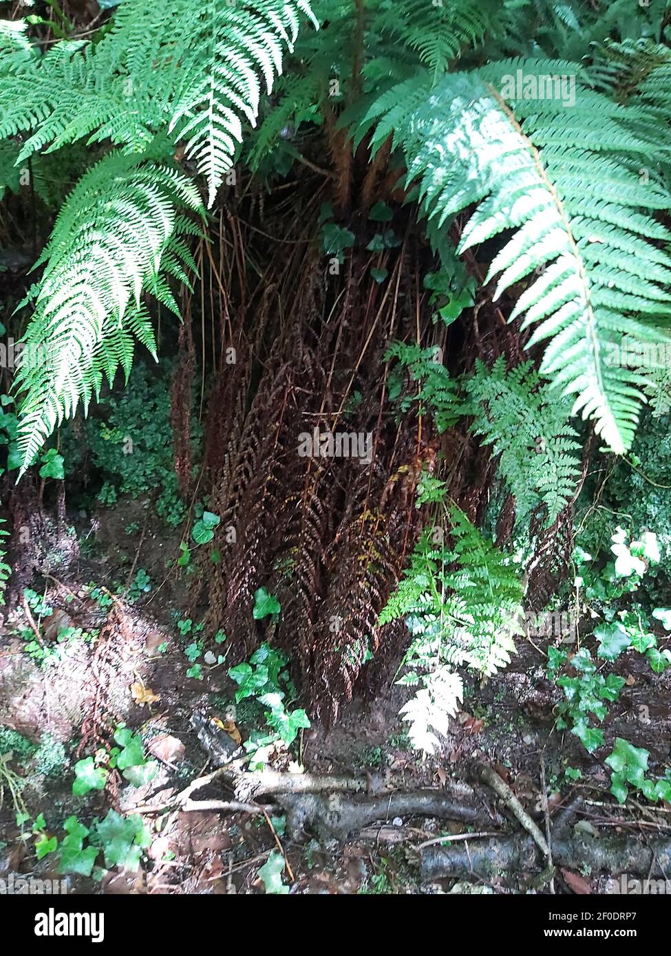 Groviglio di sottobosco lungo un percorso coperto da un albero baldacchino attraverso la foresta Foto Stock