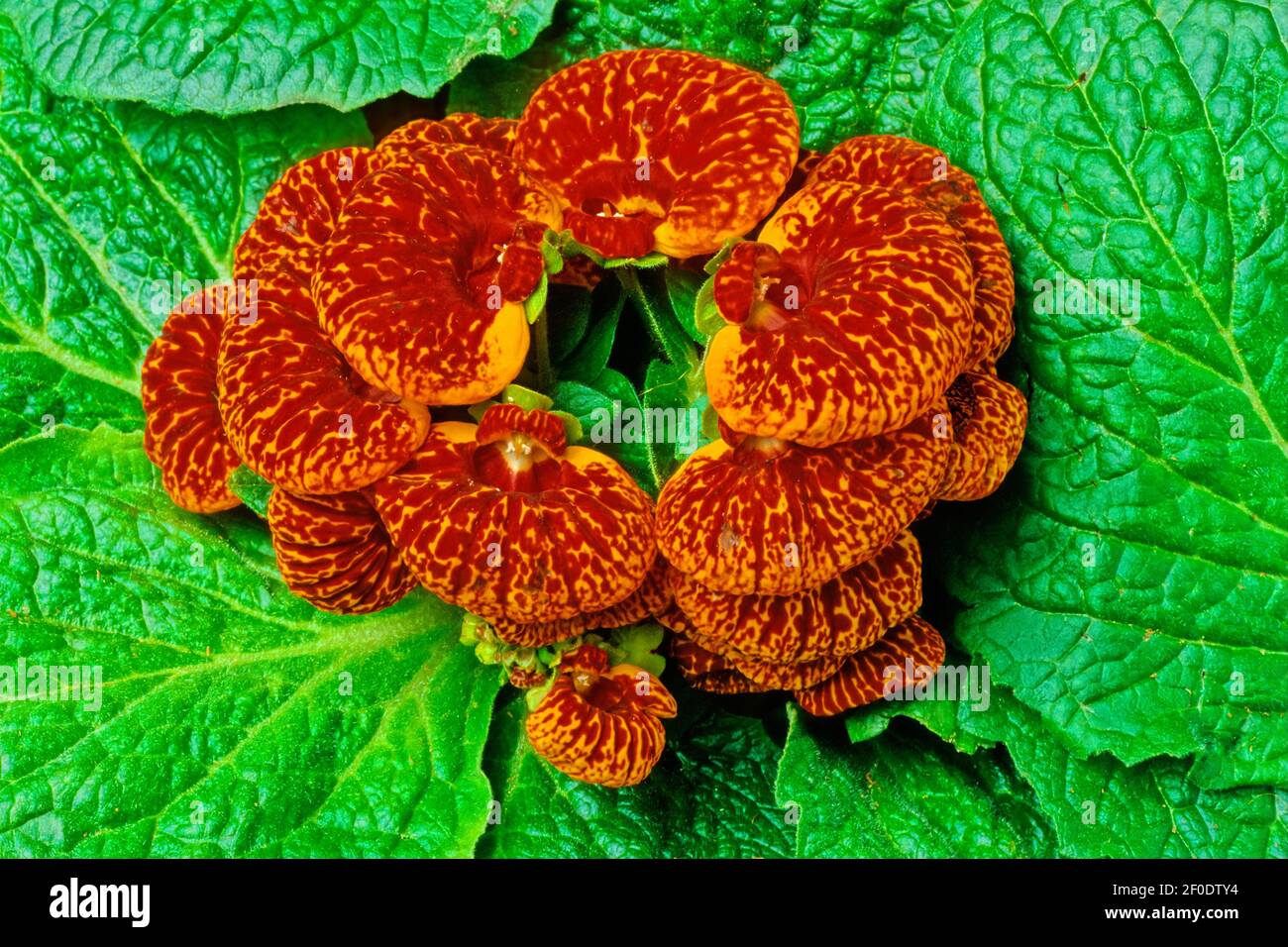 Calceolariaceae è una famiglia di piante in fiore nell'ordine Lamiales che è stato recentemente segregato da Scrophulariaceae. Foto Stock