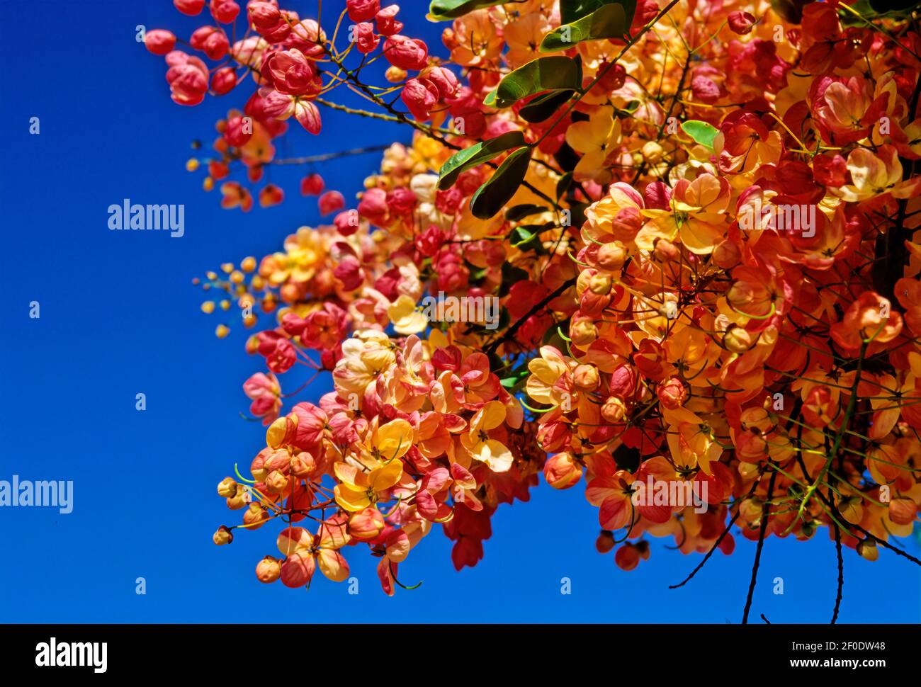 La Cassia è un genere di piante da fiore della famiglia delle legume, Fabaceae, e della sottofamiglia Caesalpinioideae. Le specie sono conosciute comunemente come Cassia Foto Stock