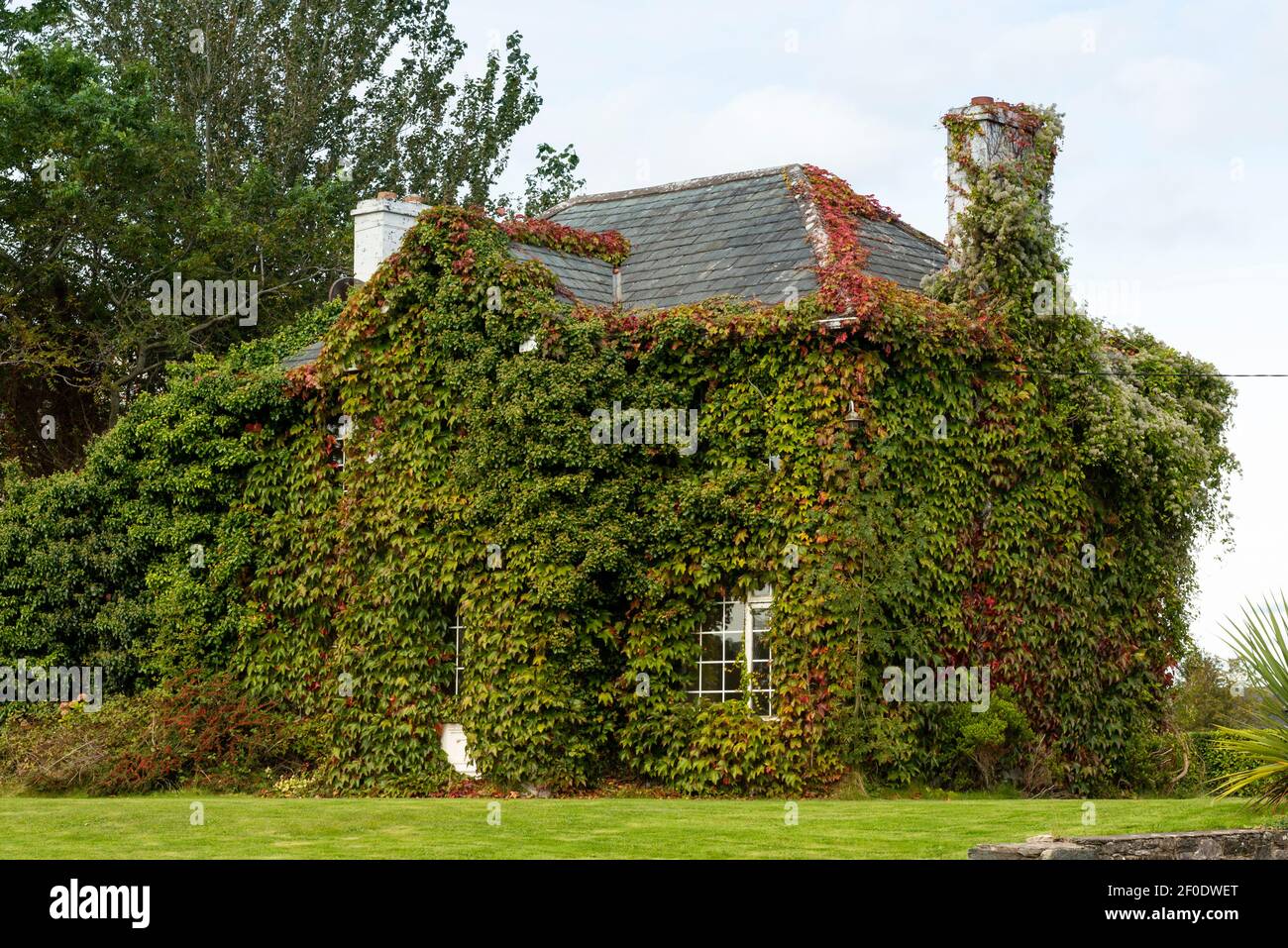 Cottage casa costruzione facciata coperta in Boston Ivy o Parthenocissus tricuspidata Veitchi durante l'autunno a Killarney, Contea di Kerry Irlanda Foto Stock