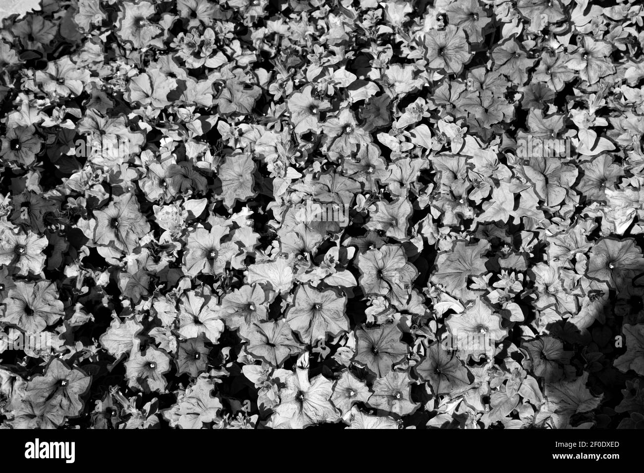 In oman fiori e giardino i colori primaverili Foto Stock