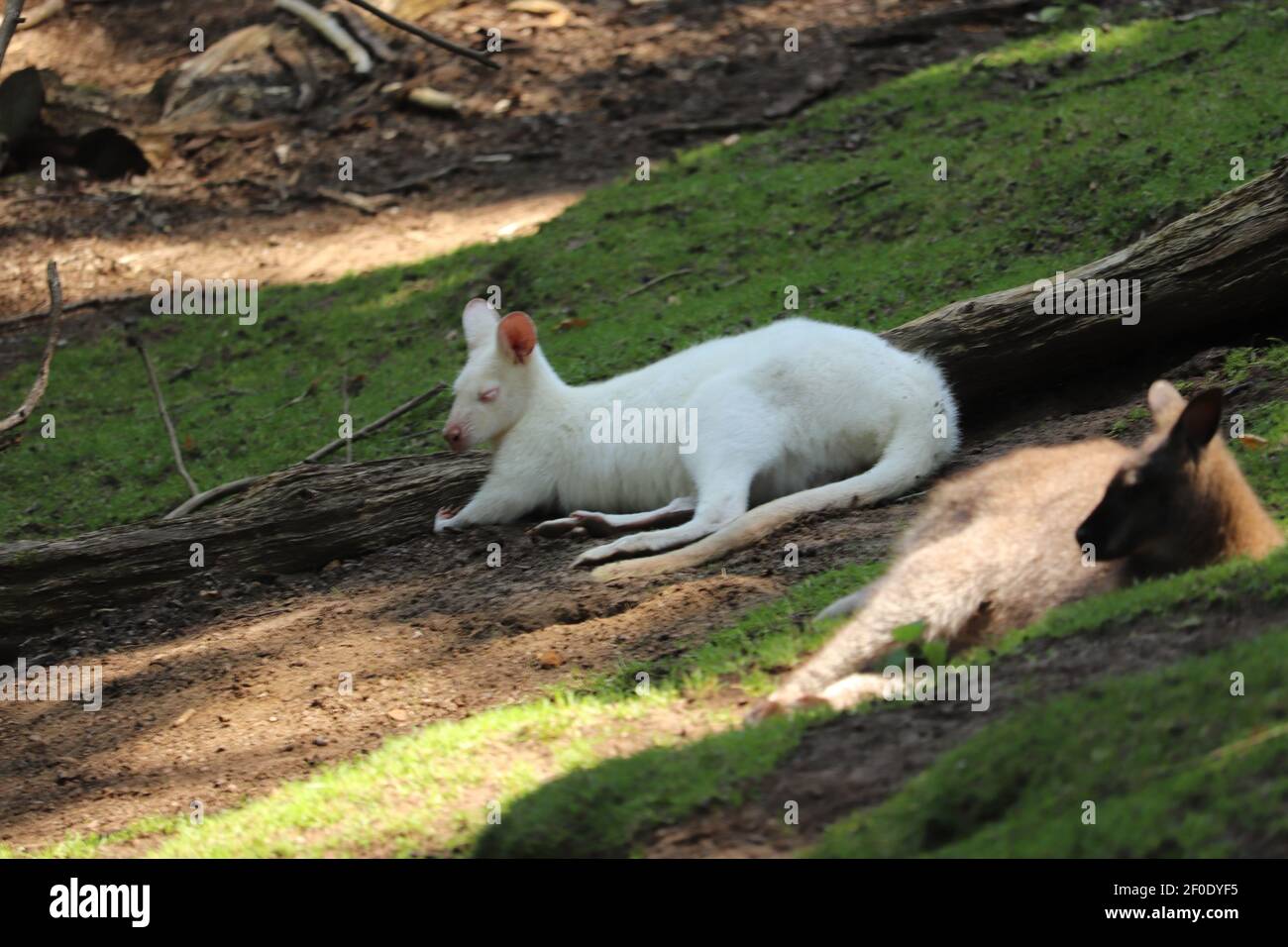 Wallaby sdraiato in un recinto zoo Foto Stock