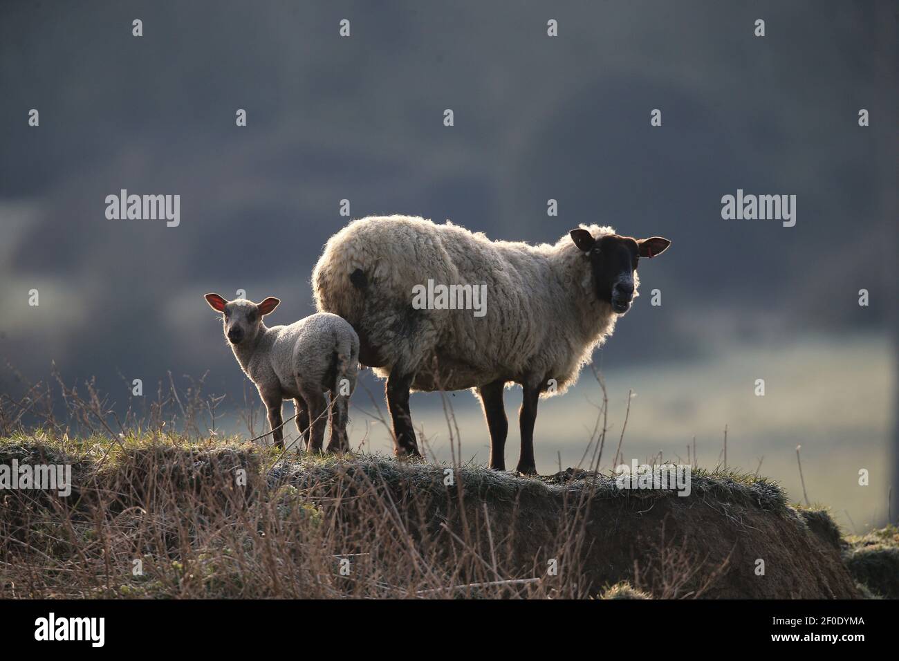 Cheltenham, Regno Unito, 7 marzo 2021. Regno Unito Meteo. Mattina gelida nel Cotswolds per la pecora e il suo agnello. Credit: Gary Learmonth/Alamy Live News Foto Stock