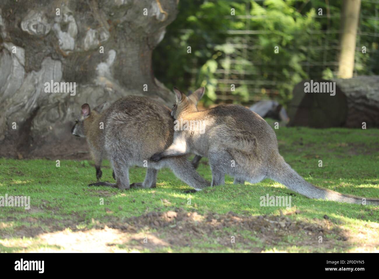 Wallaby sdraiato in un recinto zoo Foto Stock