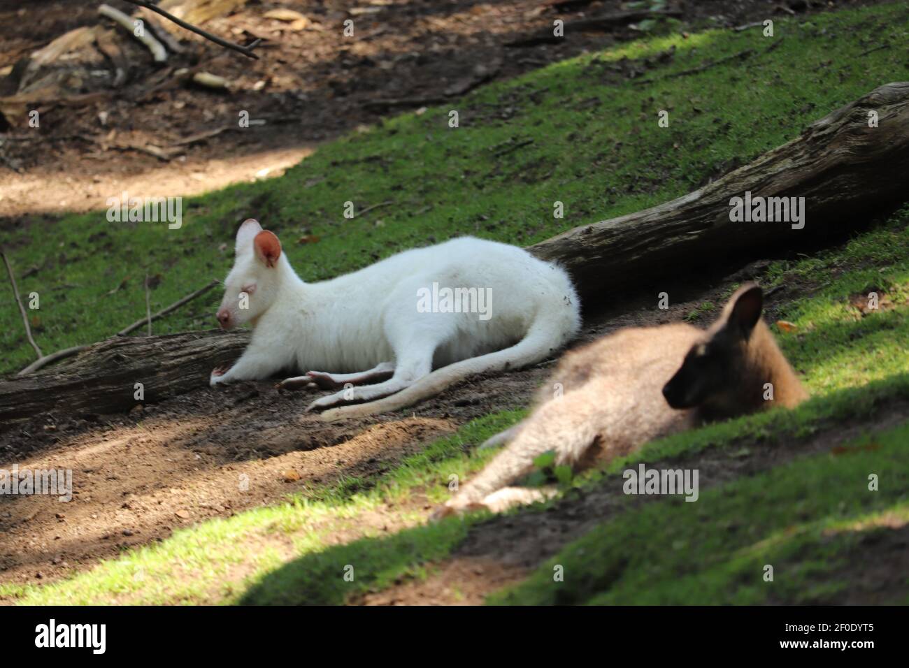 Wallaby sdraiato in un recinto zoo Foto Stock