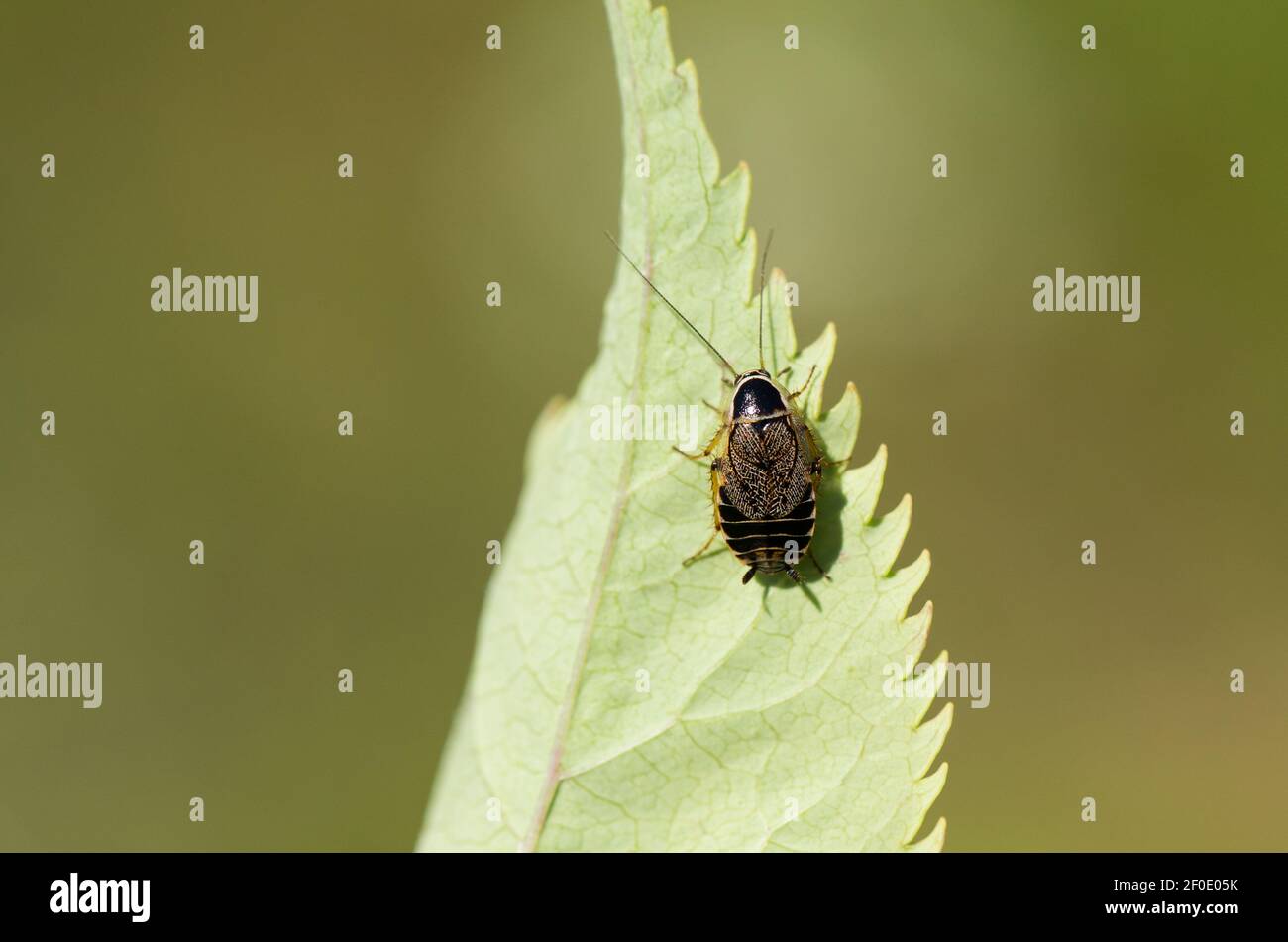 Scarafaggio della foresta minore (Ectobius sylvestris) Foto Stock