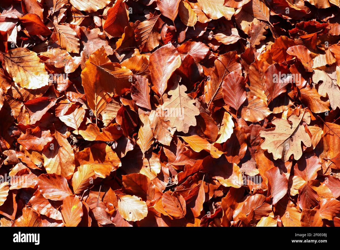 Caduta autunno quercia e foglie di faggio in autunno luce del sole Foto Stock