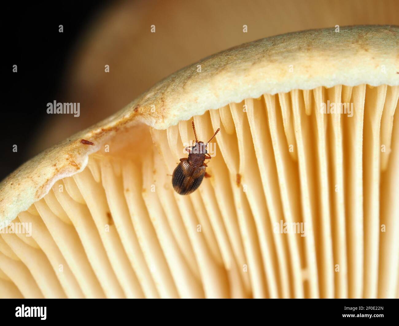 Piccolo scarabeo del fungo Derodontus trisignatus su funghi di ostrica tardiva (Susa) Foto Stock