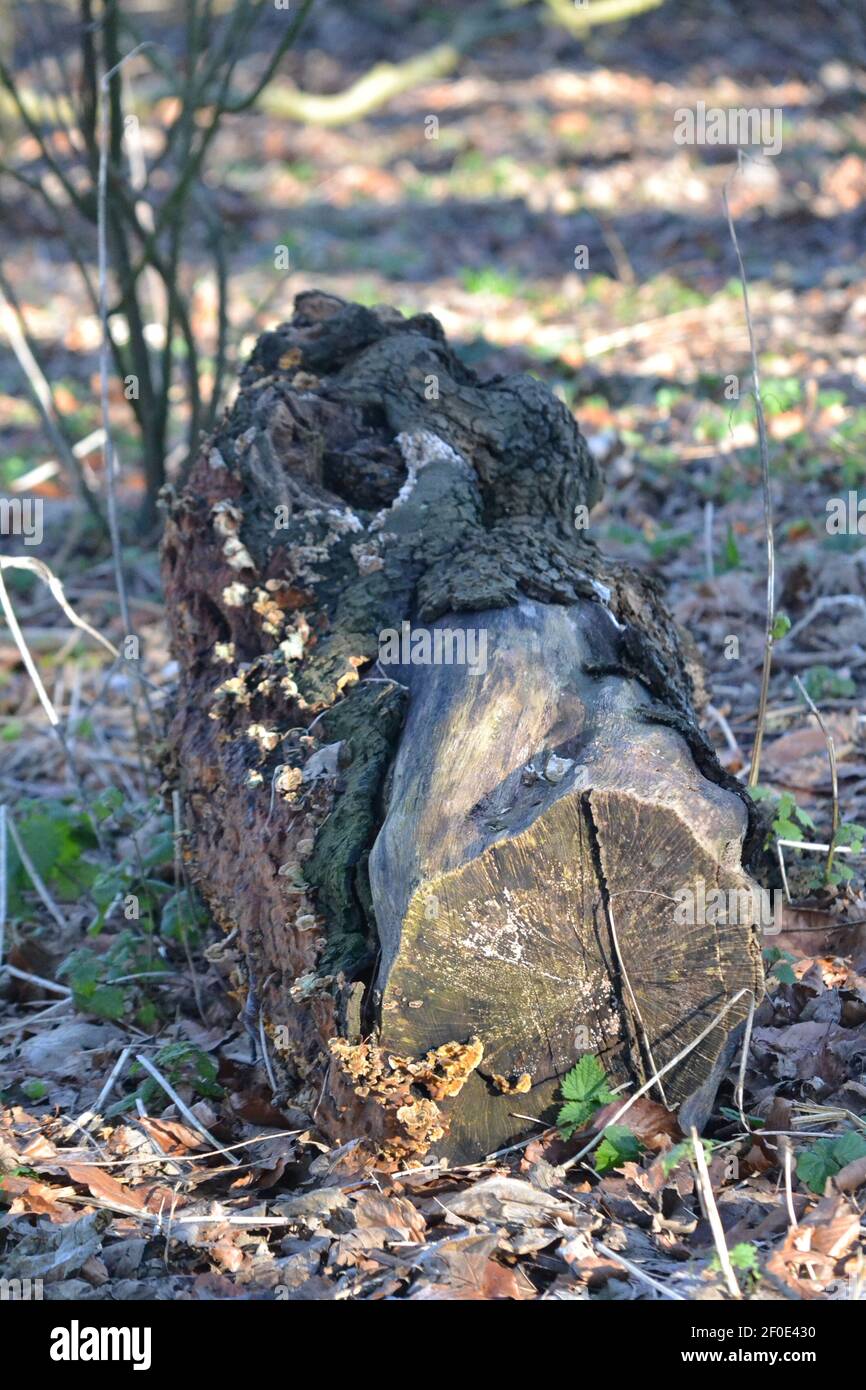 Botany Cut Down Tree Trunk in the Woods - Tree Tronco (Bole) a terra - Campagna - legno principale Asse DI un albero - legno morto + corteccia - Sussex UK Foto Stock