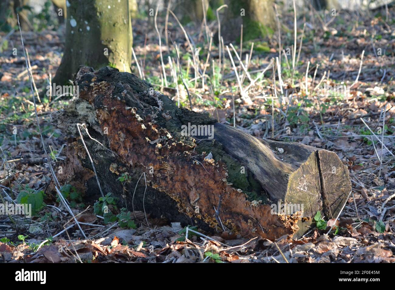 Botany Cut Down Tree Trunk in the Woods - Tree Tronco (Bole) a terra - Campagna - legno principale Asse DI un albero - legno morto + corteccia - Sussex UK Foto Stock