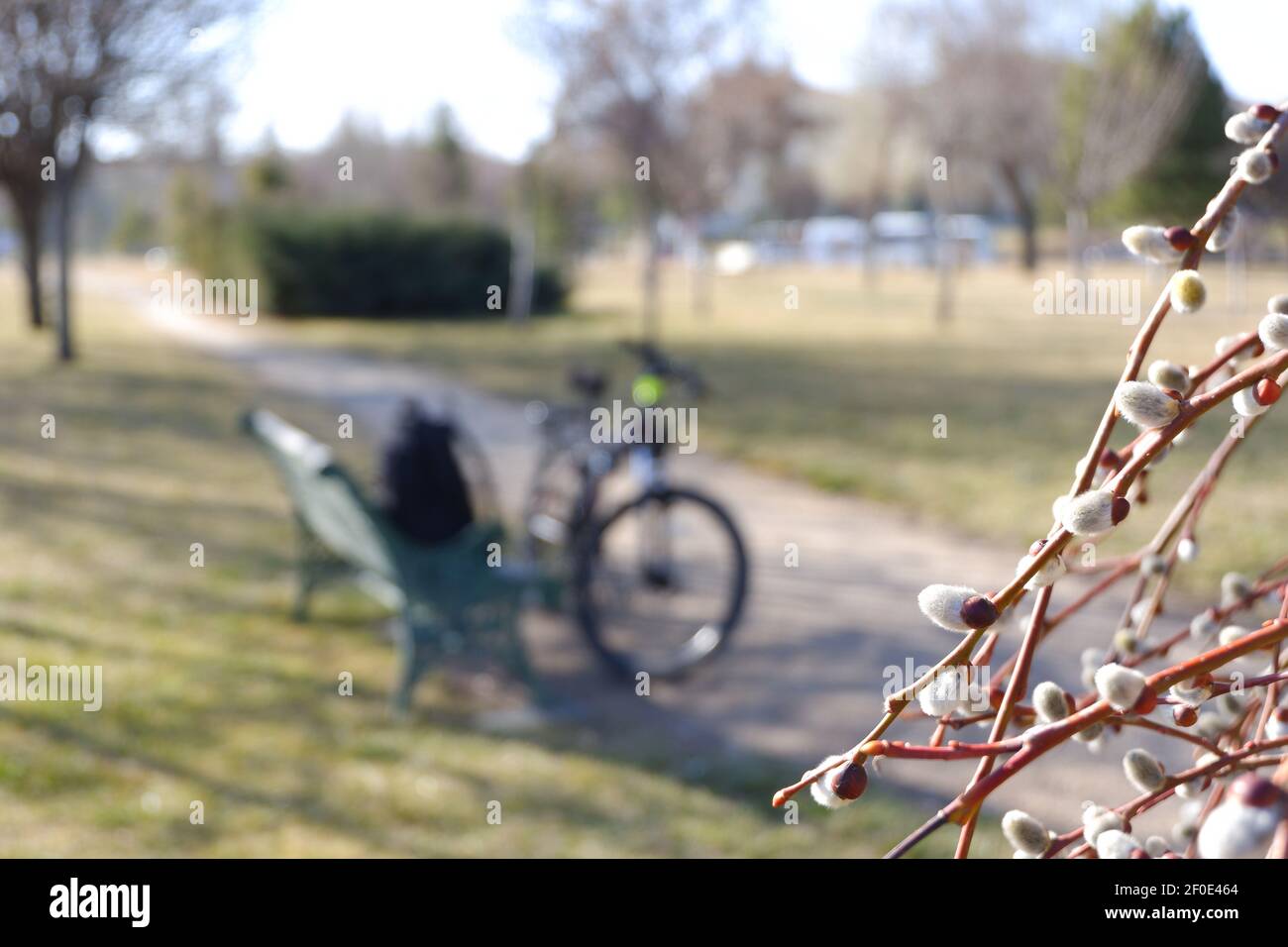Albero in fiore in primavera e bicicletta e zaino al Sfondo Foto Stock