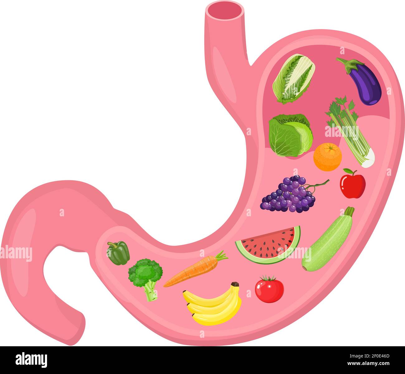 Anatomia interna dello stomaco umano Illustrazione Vettoriale