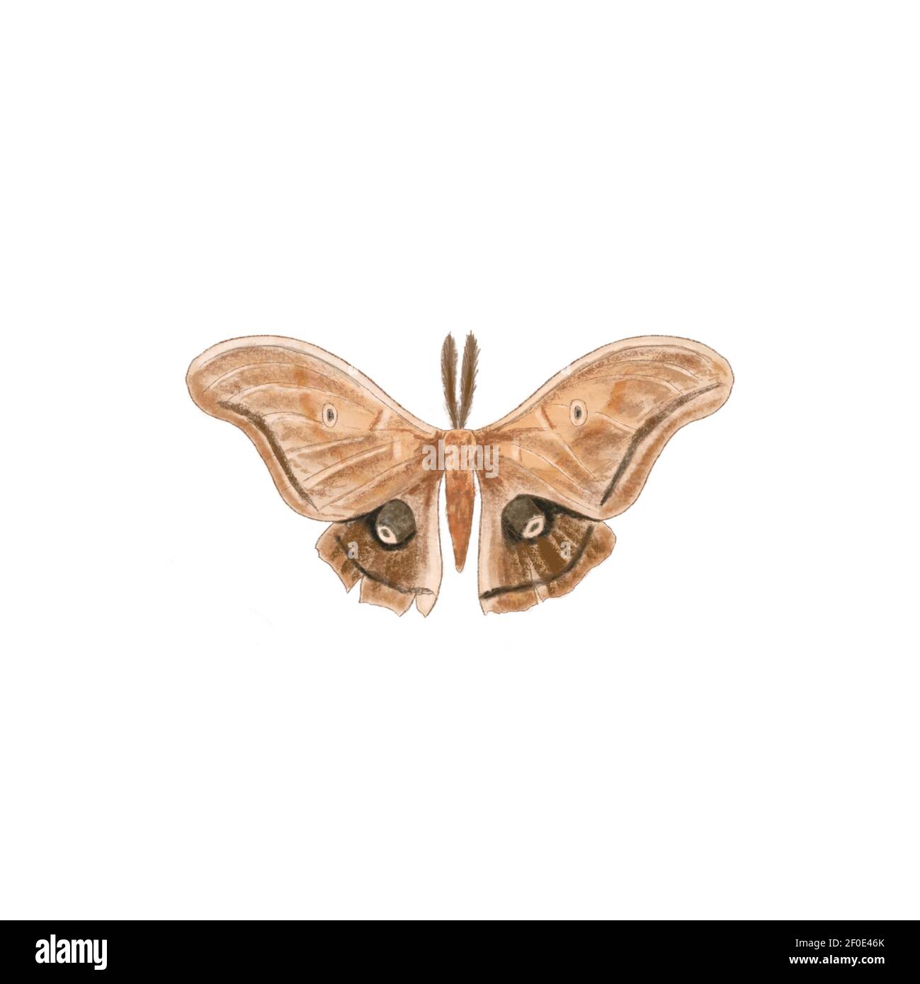 Farfalla marrone con ali aperte in una vista dall'alto come farfalle di  insetti migratori volanti Foto stock - Alamy