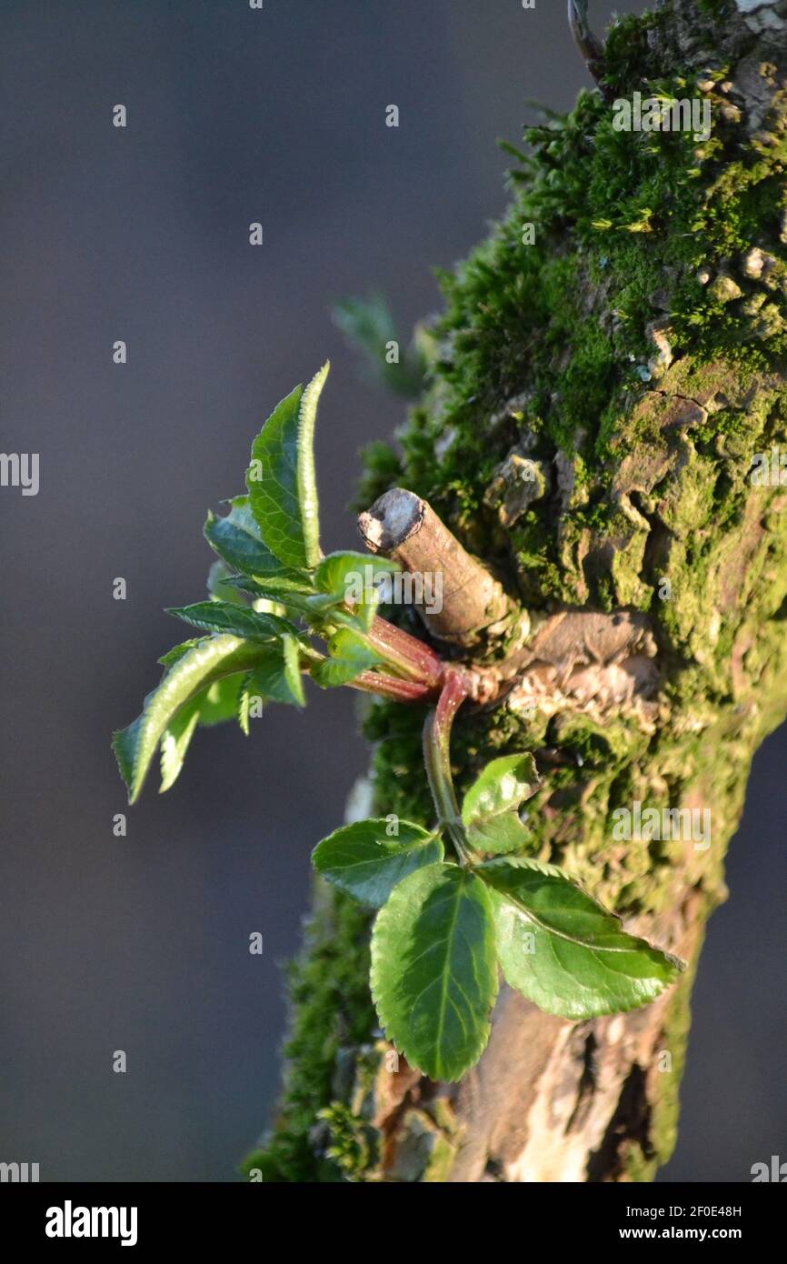 Nuova crescita delle foglie su un ramo ad albero - Primavera - Sunny Day - Old Tree Branch - Moss on Twig - Woodland and Countryside Walk - Sussex UK Foto Stock