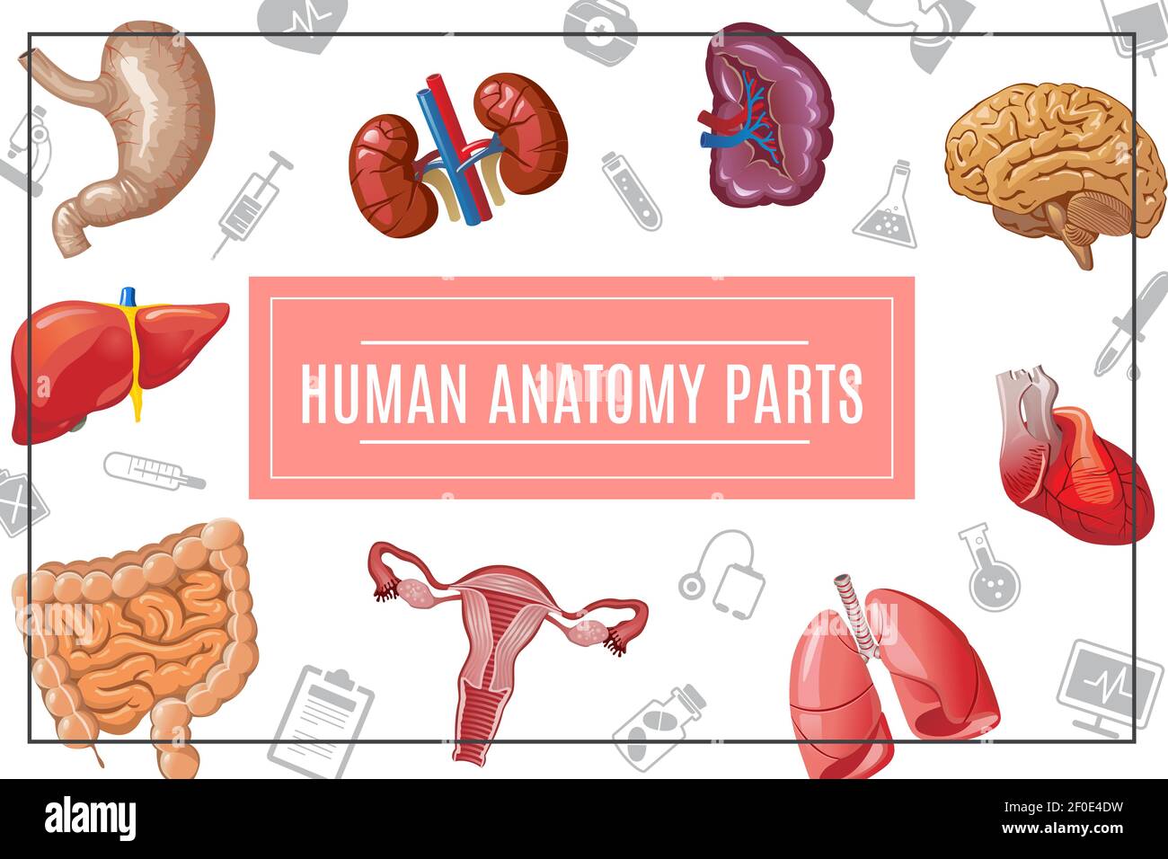 Concetto di Cartoon organi del corpo umano con reni epatici polmoni cervello cuore stomaco intestino femminile sistema riproduttivo e vettore di icone mediche illustrat Illustrazione Vettoriale