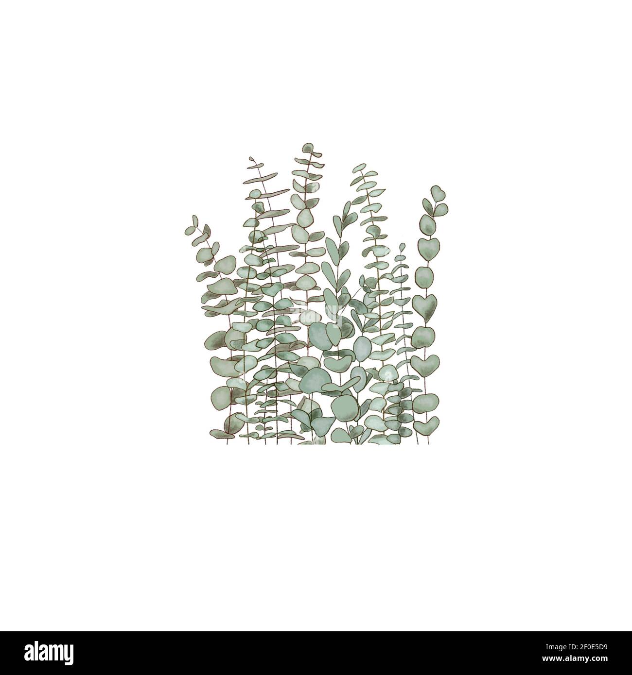 Rami di eucalipto, spazio di copia Watercolor come composizione Erbe per le schede, invito di nozze, Foto Stock