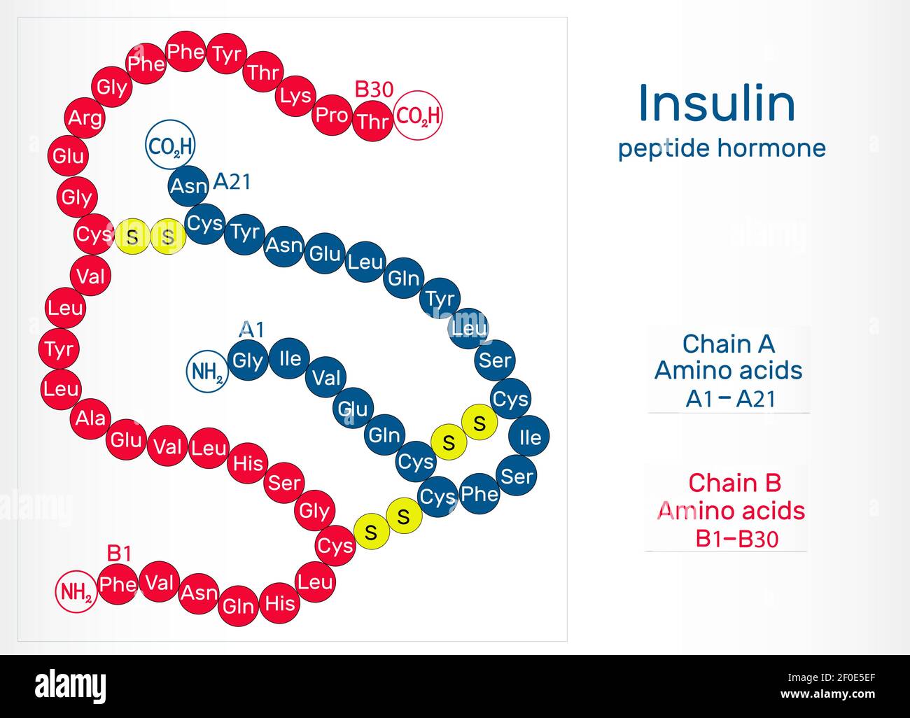 Molecola di insulina umana. È un ormone peptidico, prodotto da cellule beta del pancreas, utilizzato per il trattamento dell'iperglicemia. Illustrazione vettoriale Illustrazione Vettoriale