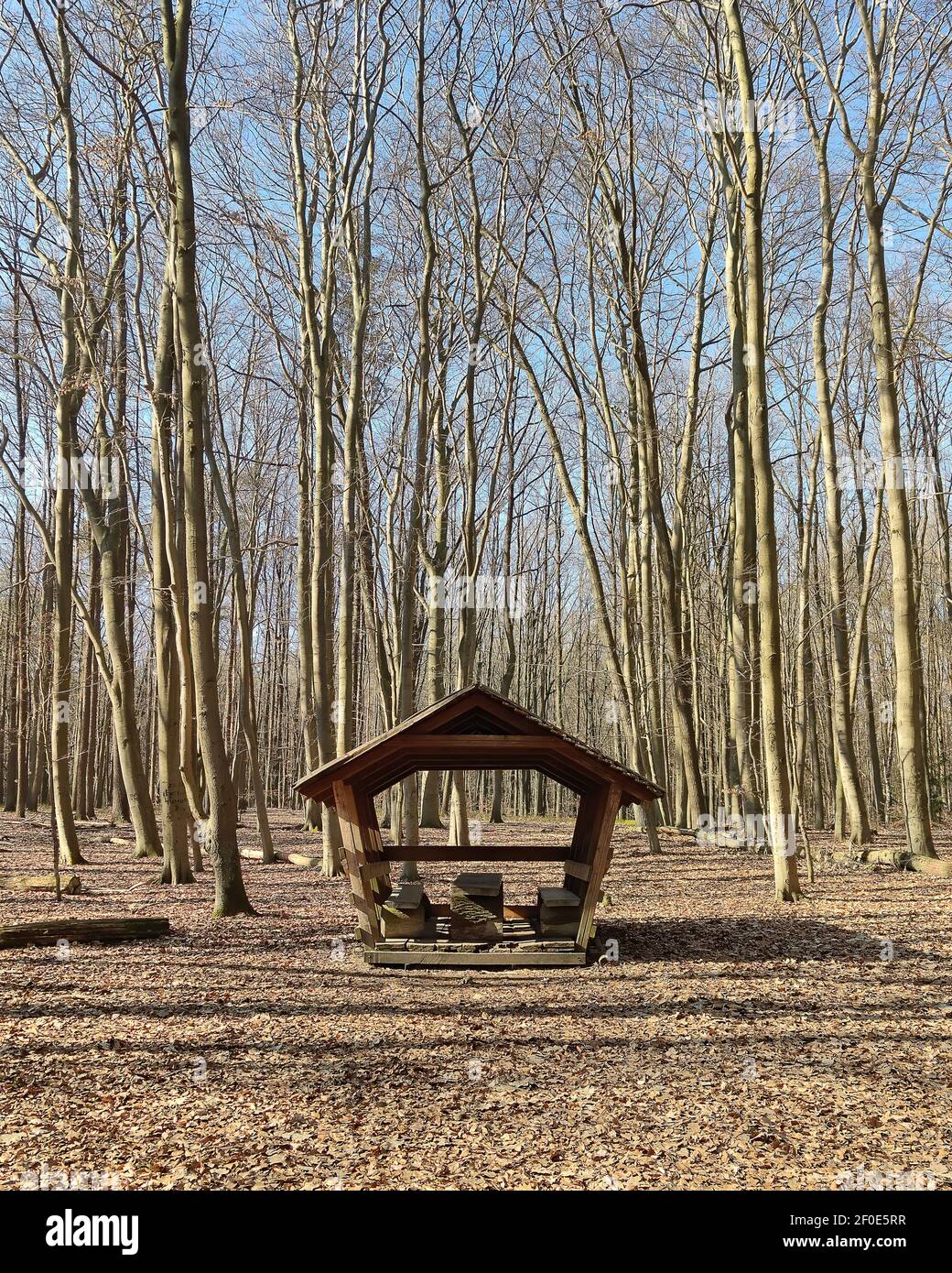 gazebo in legno nella foresta autunnale destinato a attività ricreative all'aperto. Foto Stock