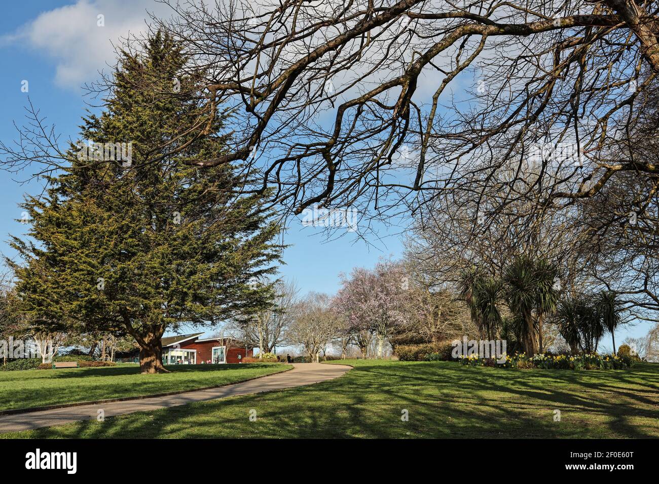 Le narcisi gialle e i graziosi fiori rosa portano all'inizio della primavera Il colore al parco di Devonport in Plymouth è spesso riferito a. Come il Parco del Popolo Foto Stock