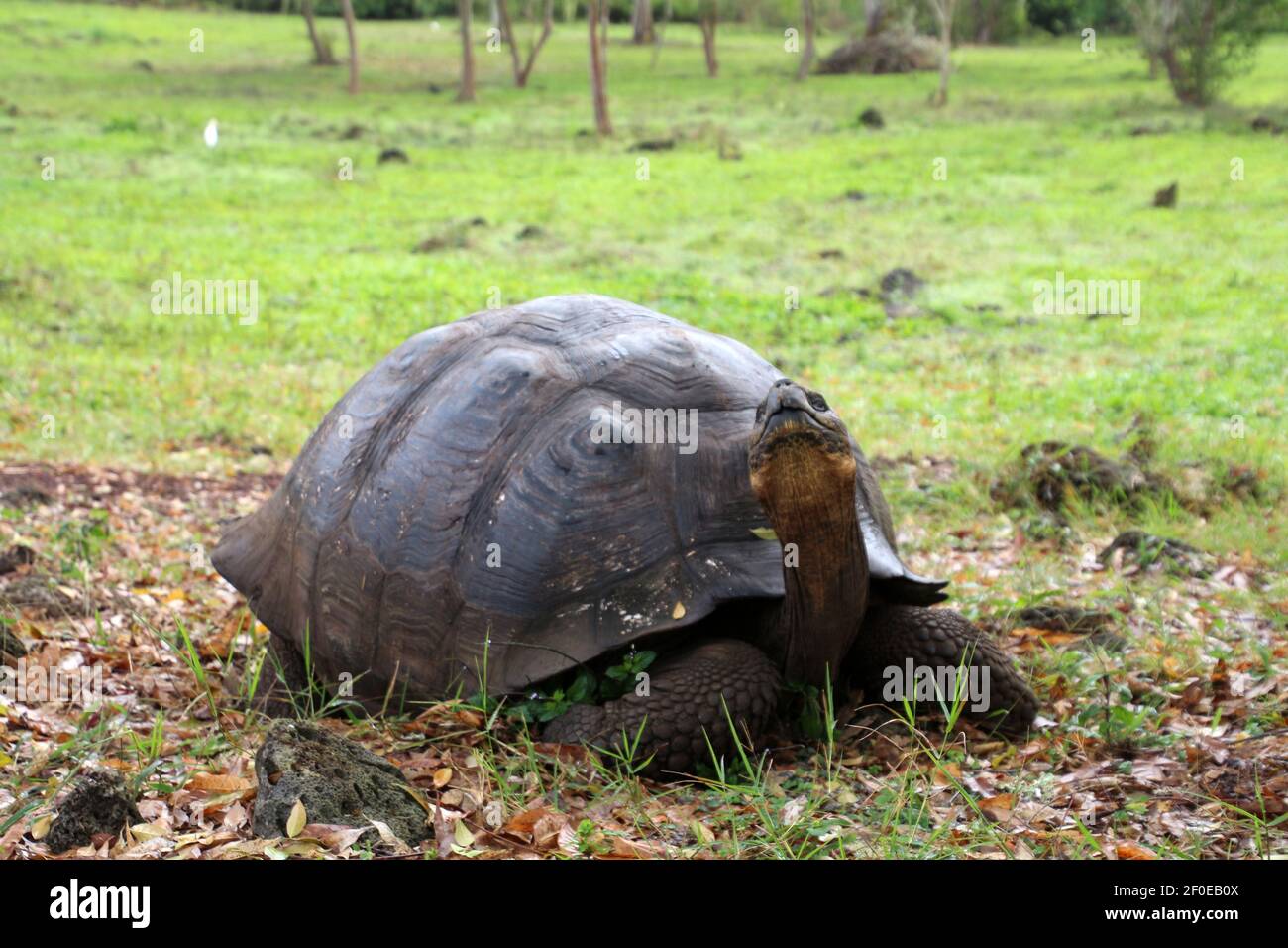 Tartaruga gigante, Isola di Galapagos, Ecuador, Sud America Foto Stock