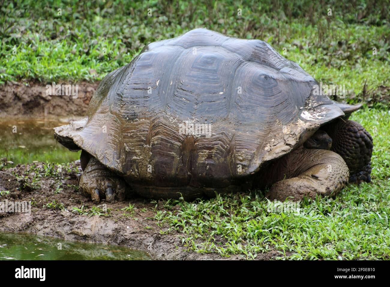 Tartaruga gigante, Isola di Galapagos, Ecuador, Sud America Foto Stock