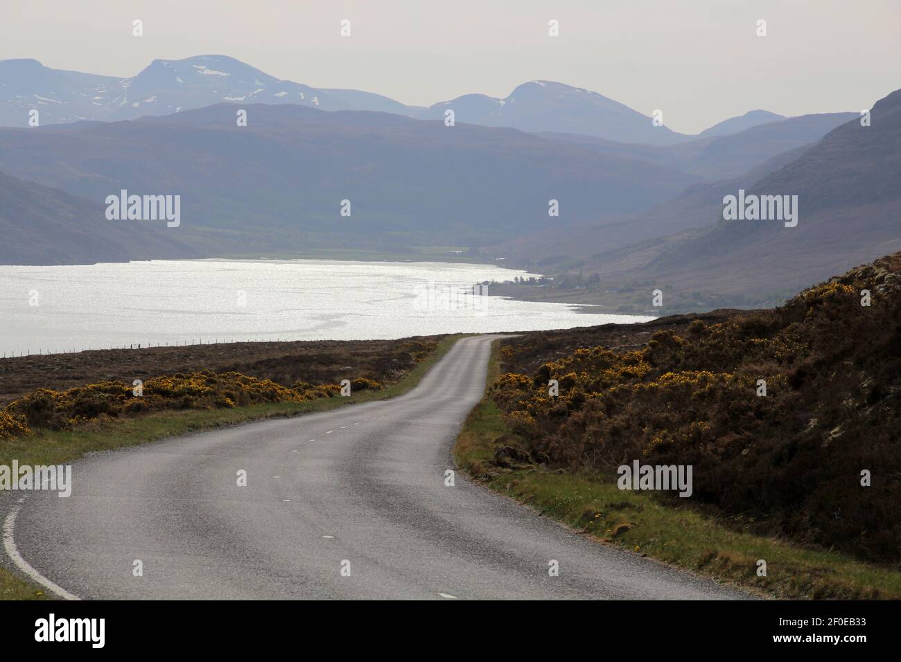 Scopa Scotch paesaggio Loch Brook, Scozia Foto Stock