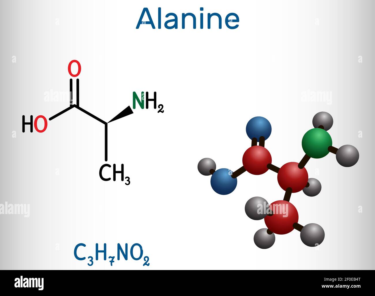 Alanina, L-alanina, Ala, una molecola. È amminoacido non essenziale. Formula chimica strutturale e modello molecolare. Illustrazione vettoriale Illustrazione Vettoriale