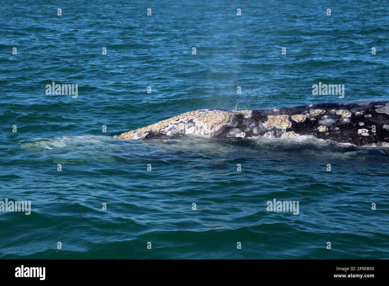 Gray Whale Baja California sur, Messico Foto Stock