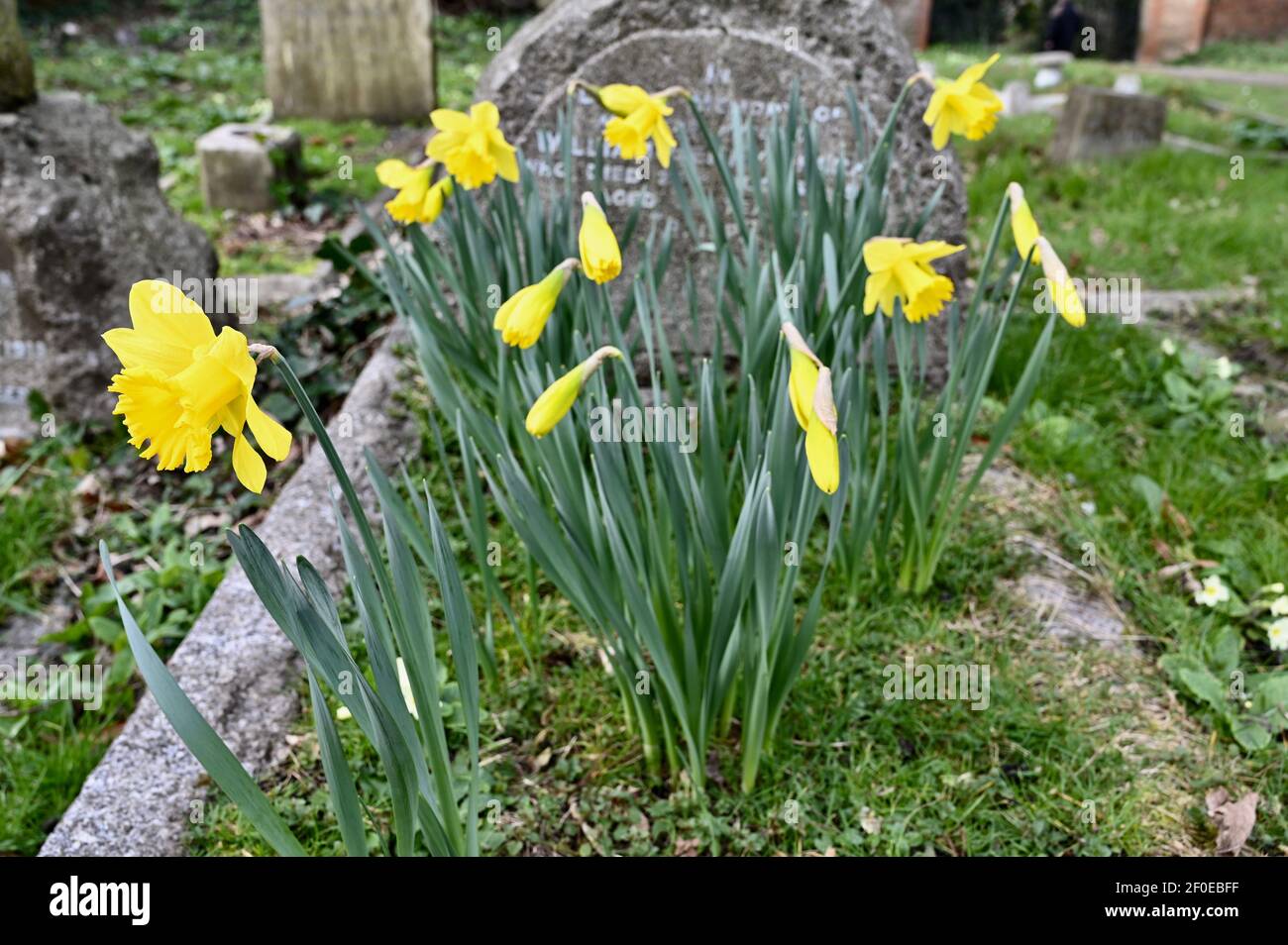 Daffodils (Narcissus), St James Church, North Cray, Kent. REGNO UNITO Foto Stock