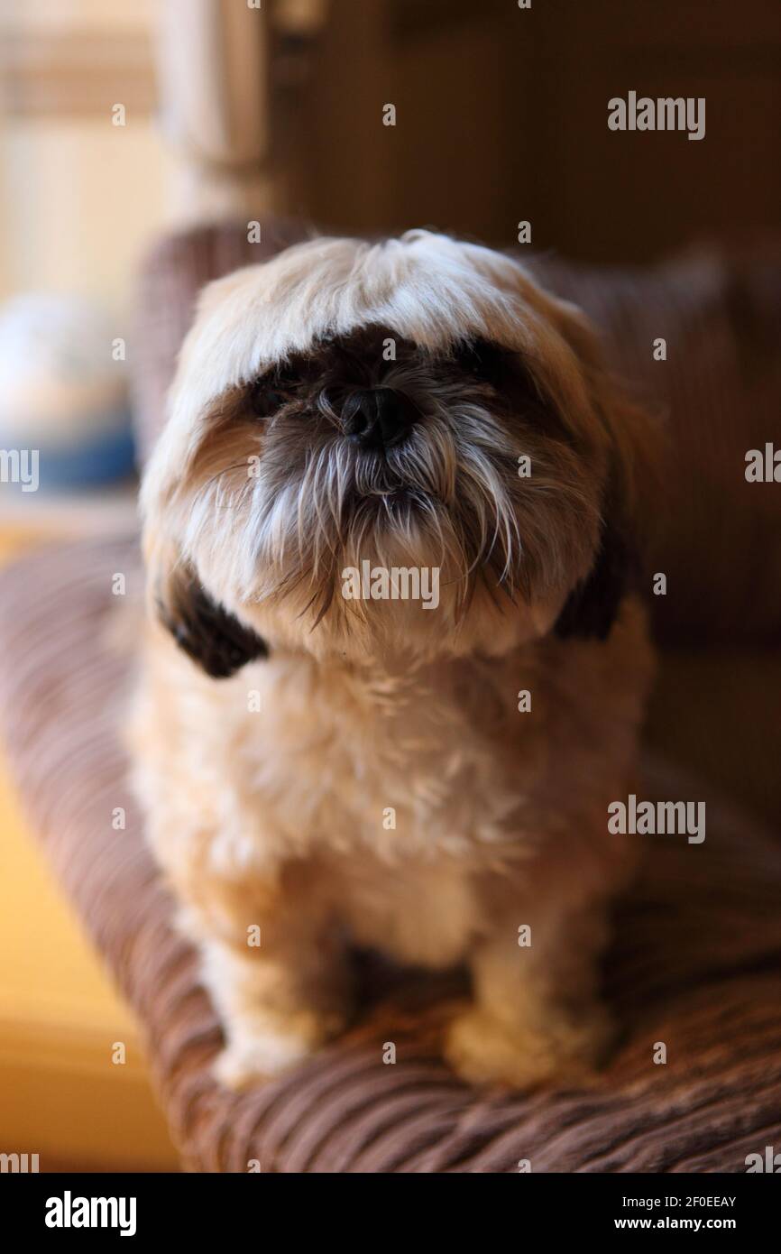 Un piccolo carino Shih Tzu Dog sedette su un divano con i capelli sfiorati in avanti. Foto Stock