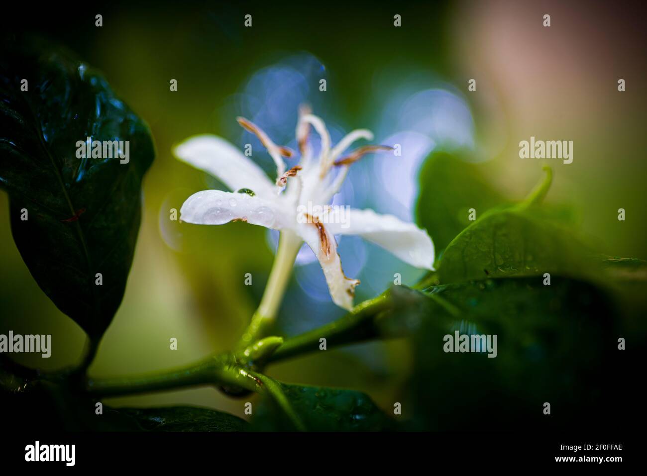 Un fiore e foglie bagnate di caffè Foto Stock