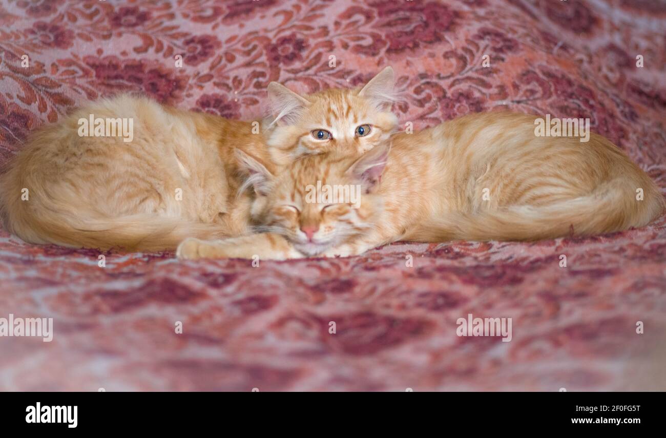 Red twins immagini e fotografie stock ad alta risoluzione - Alamy