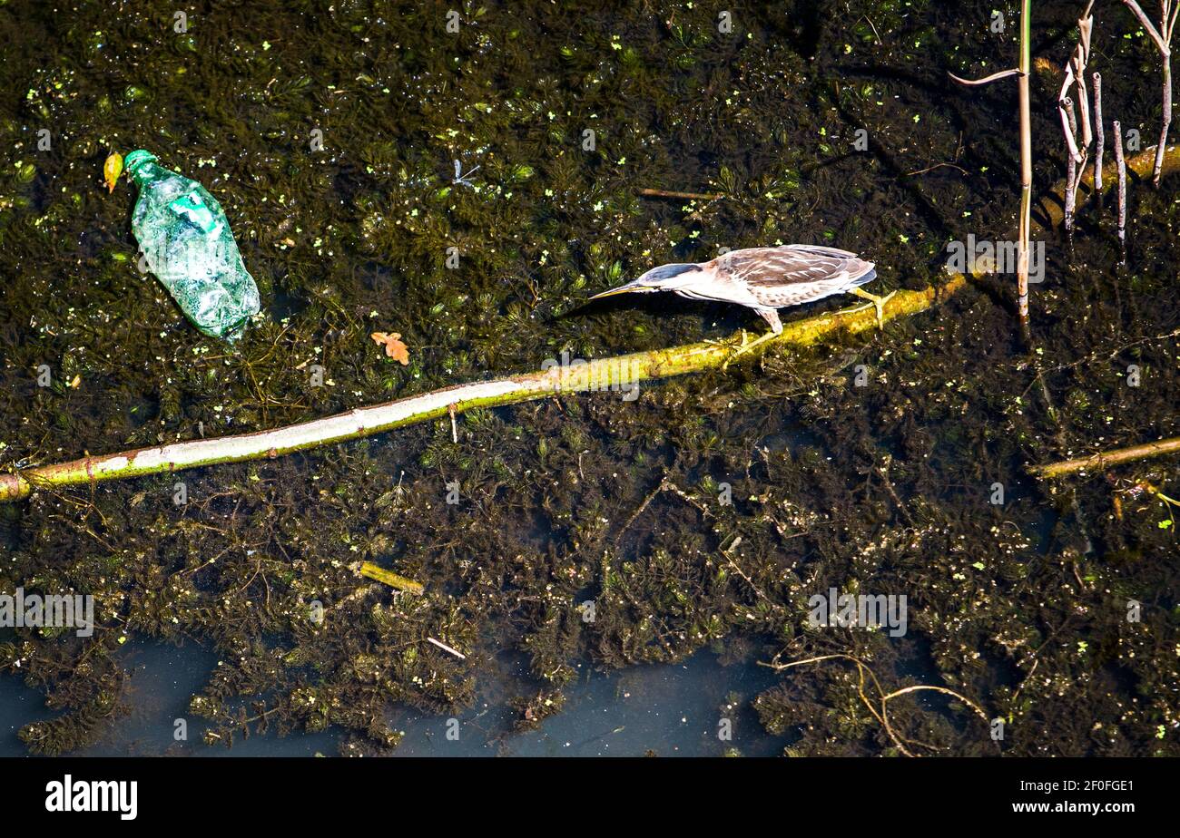 Un uccello d'acqua, pesca in un fiume sporco, con una bottiglia di plastica vestigia Foto Stock