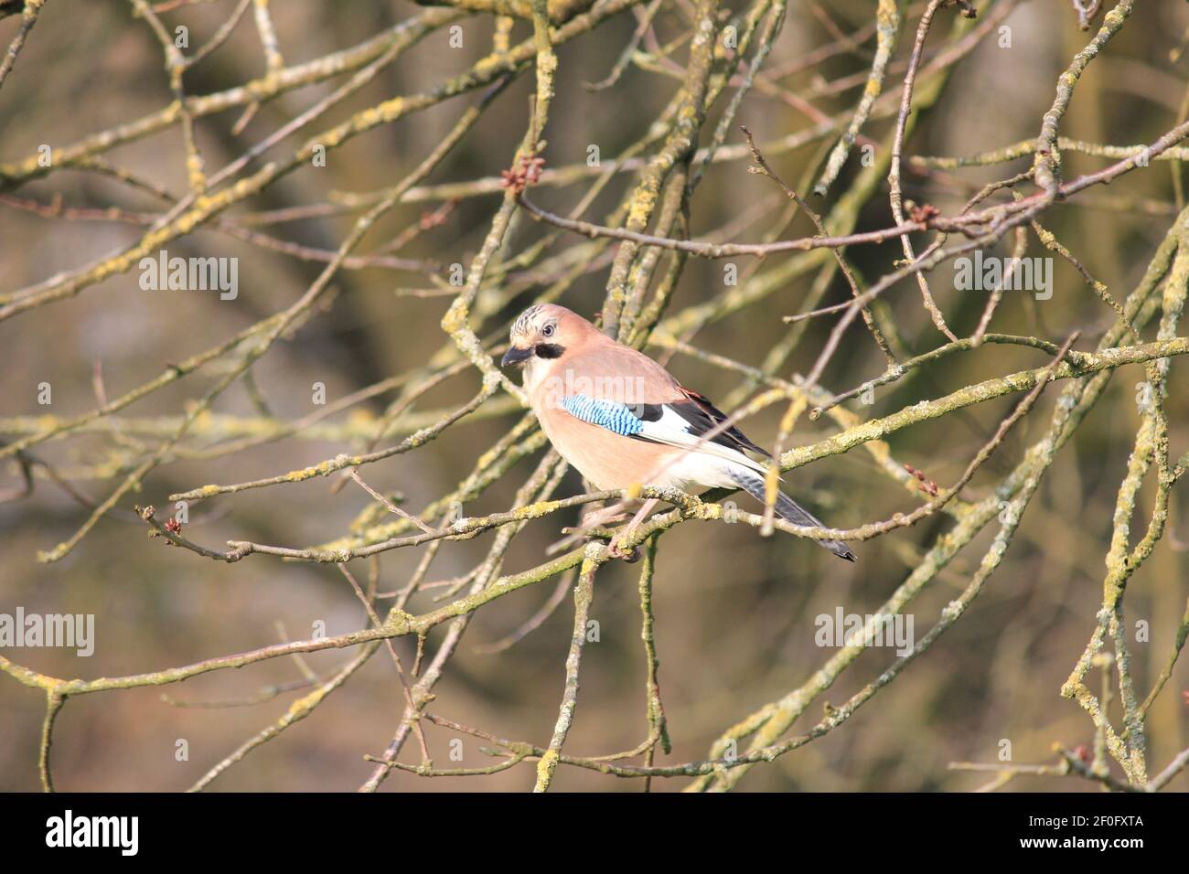 Jay eurasiatico nel parco cittadino di Staddijk a Nijmegen, Paesi Bassi Foto Stock