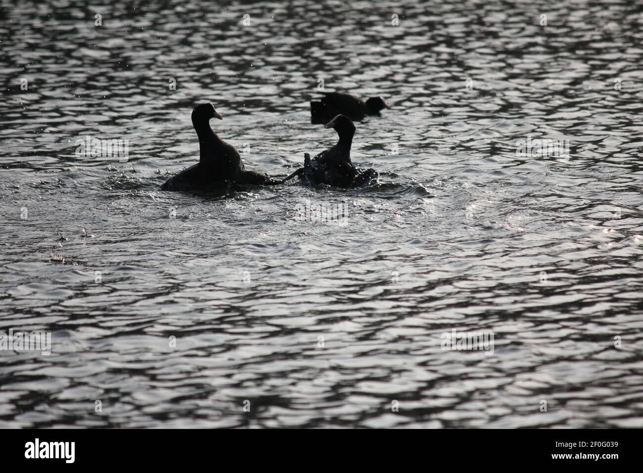 Il piede eurasiatico nel parco cittadino di Staddijk a Nijmegen, Paesi Bassi Foto Stock