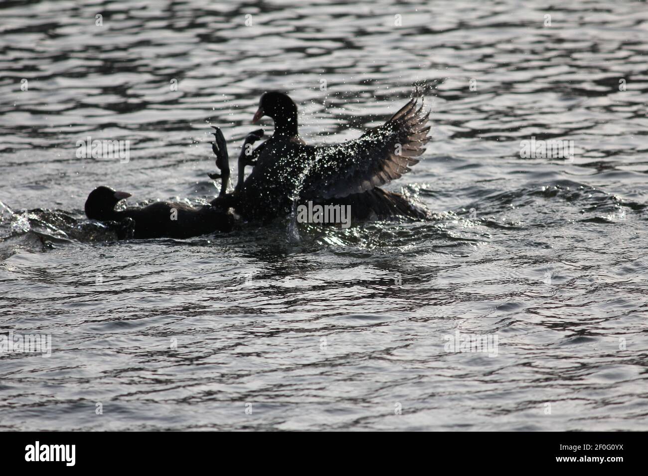 Il piede eurasiatico nel parco cittadino di Staddijk a Nijmegen, Paesi Bassi Foto Stock