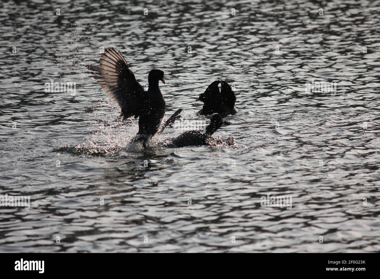 Il piede eurasiatico nel parco cittadino di Staddijk a Nijmegen, Paesi Bassi Foto Stock