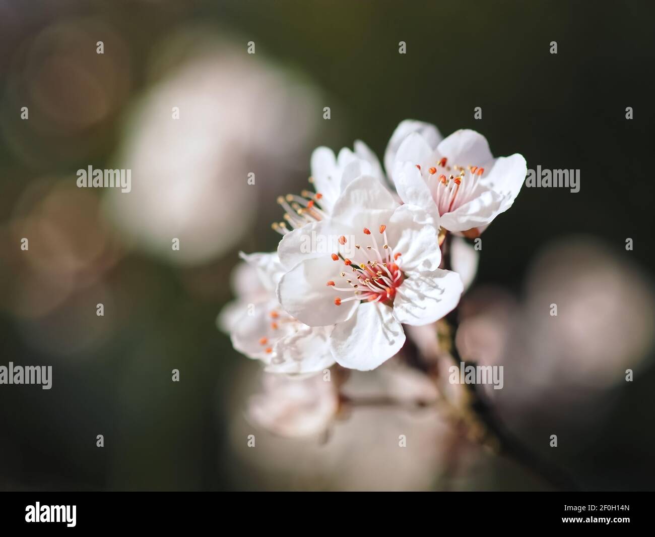 Macro di un sangue in fiore prugna - carasifera Pissardii Foto Stock