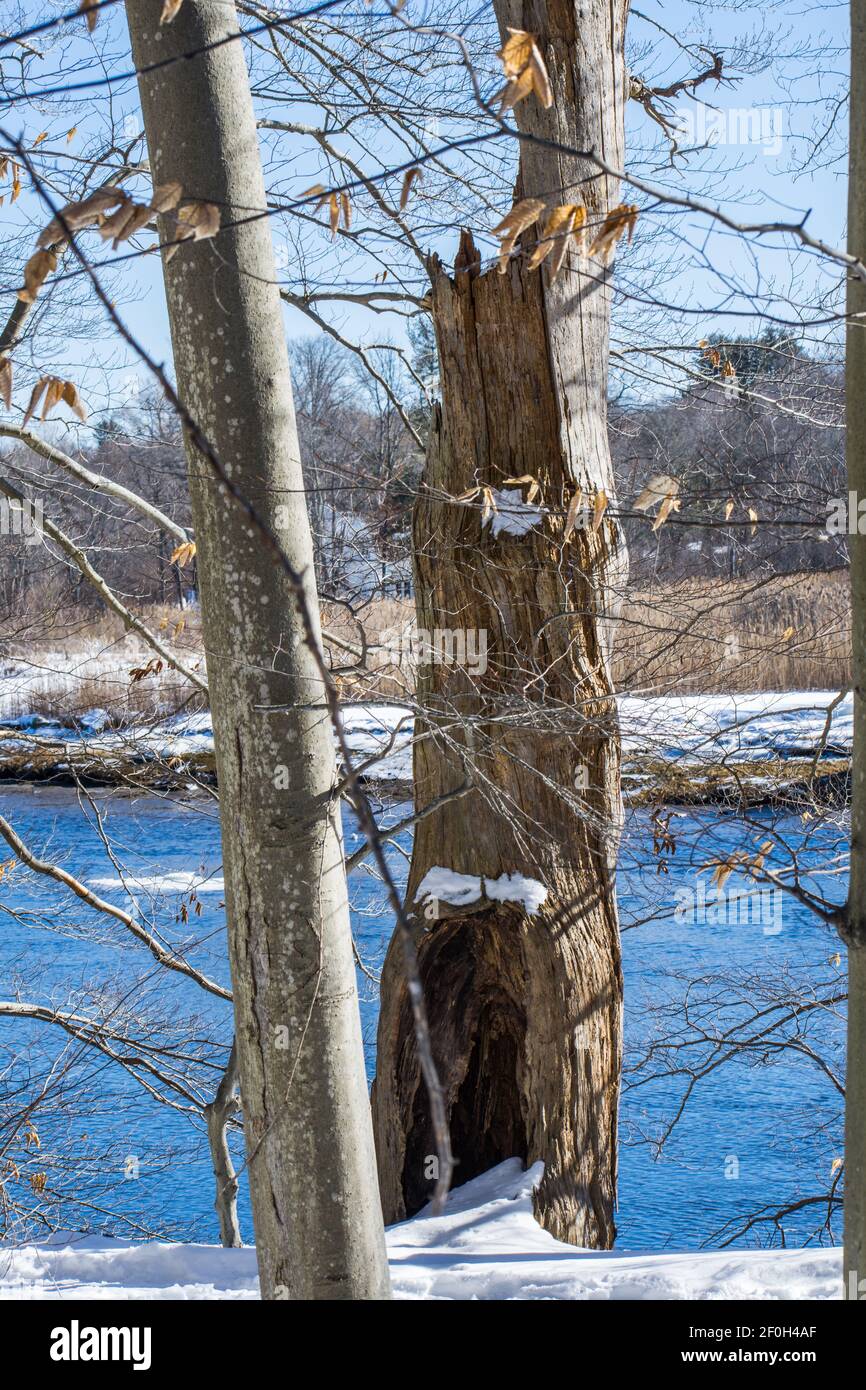 Albero morto sulla riva del fiume, fiume Merrimack, Massachusetts Foto Stock