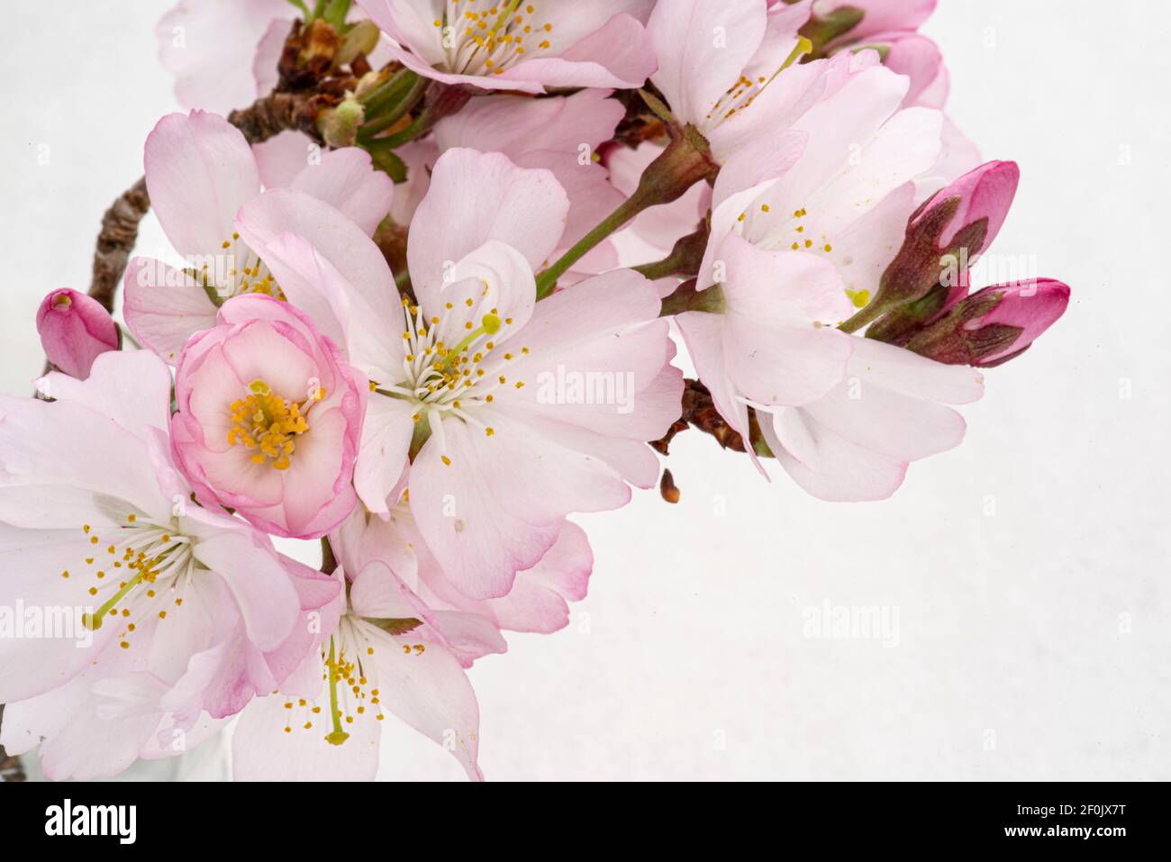 Primo piano di fiori di ciliegio giapponesi bianchi e rosa Foto Stock