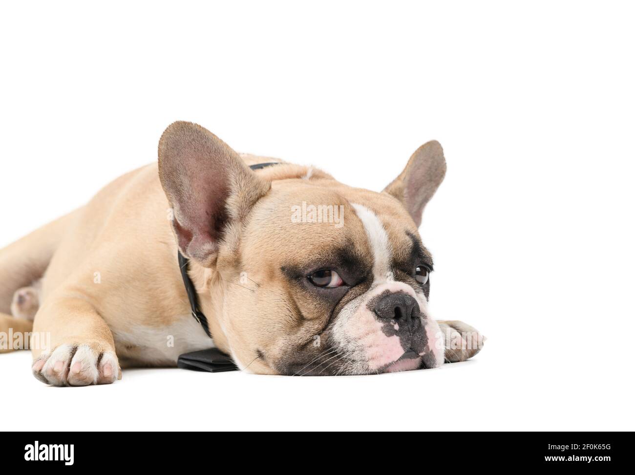 un bulldog francese anoressico che giace su uno sfondo bianco, concetto di cane salute Foto Stock