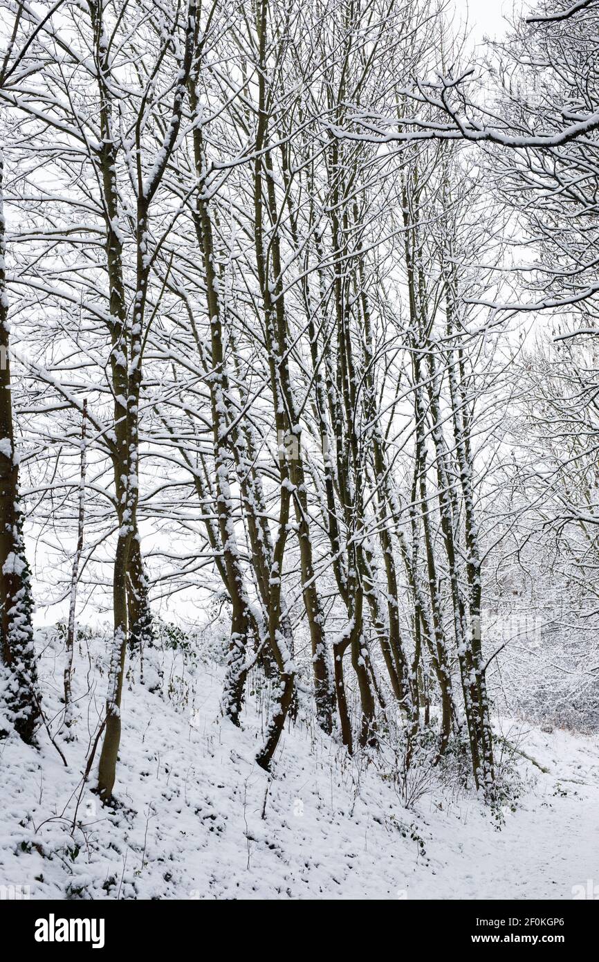 Alberi ricoperti di neve. Foto Stock