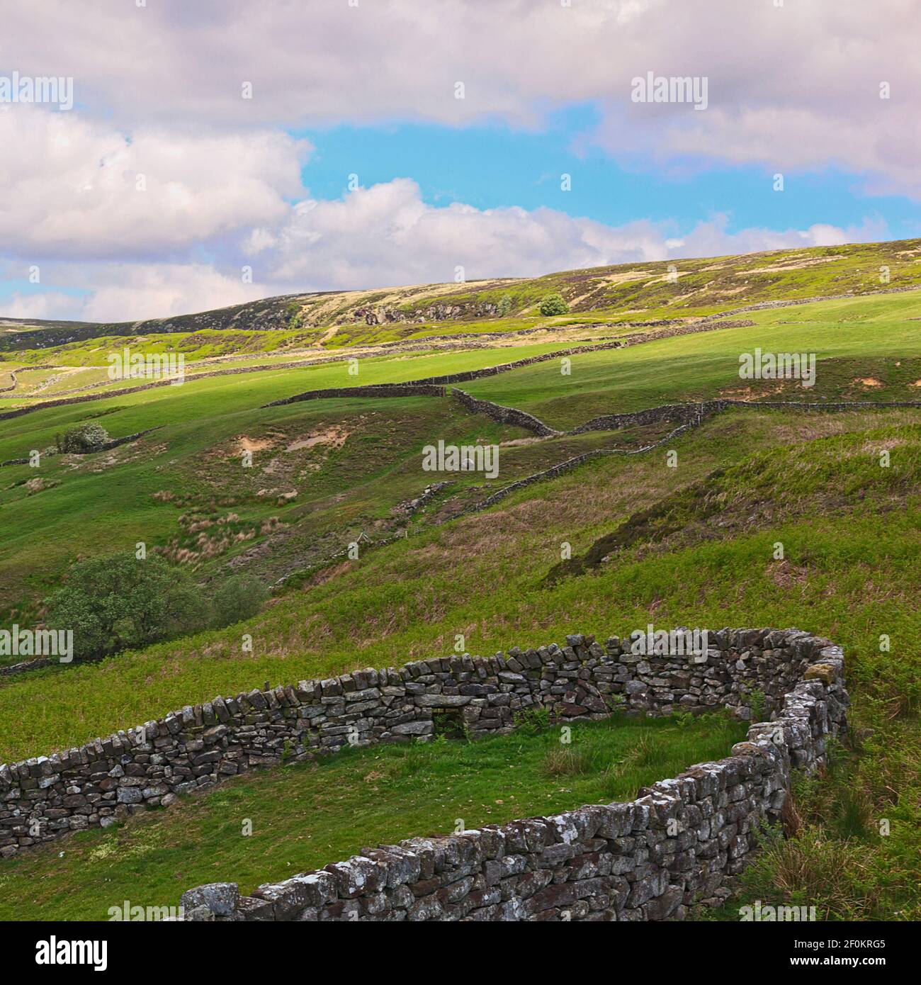 Agricoltura nella valle di Farndale sulla North York Moors, England, Regno Unito Foto Stock