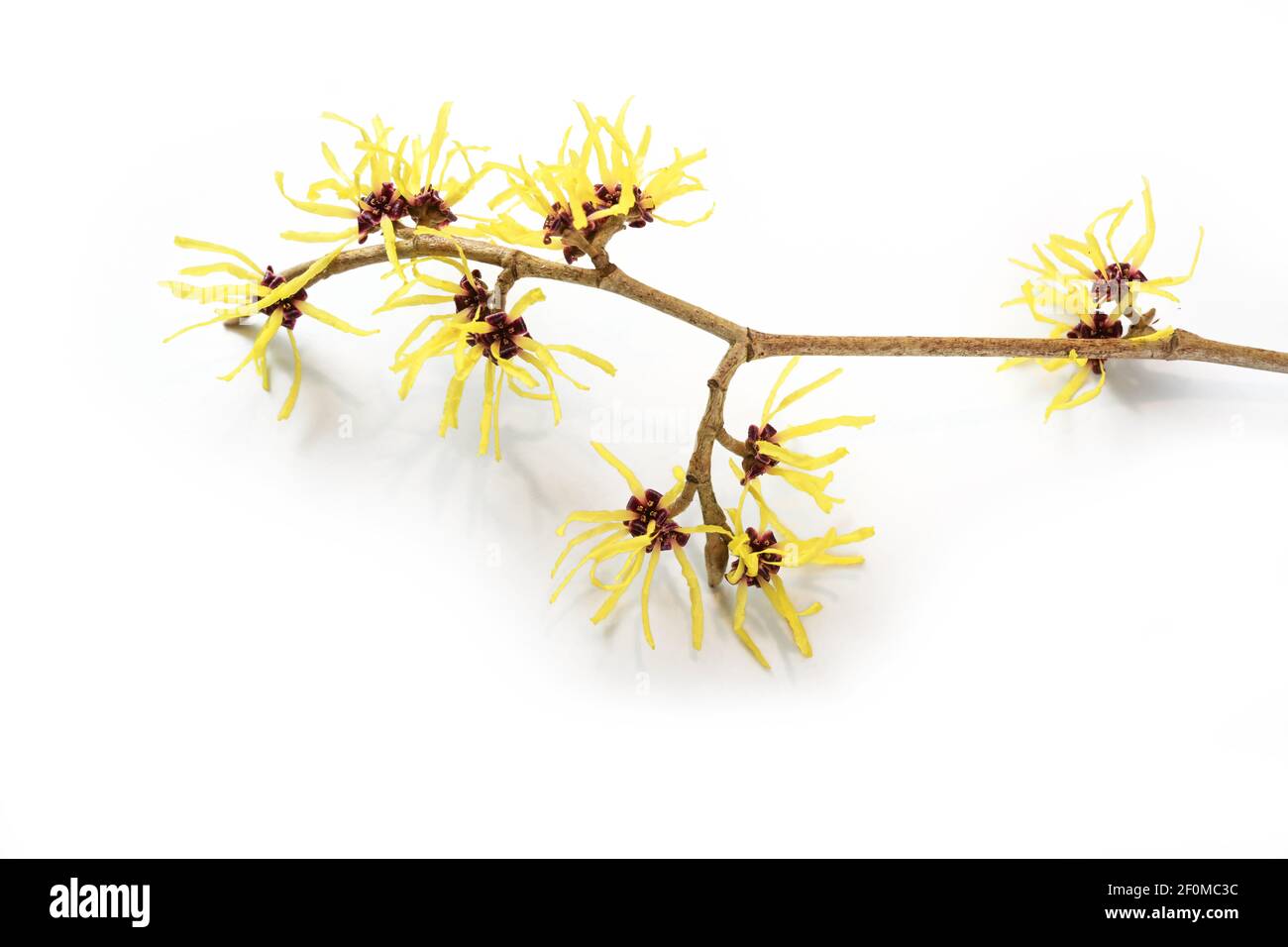 Ramo con fiori di nocciola gialla (Hamamelis), la pianta medica è utilizzata nella cura della pelle, cosmetici naturali e medicina alternativa, isolato con Foto Stock