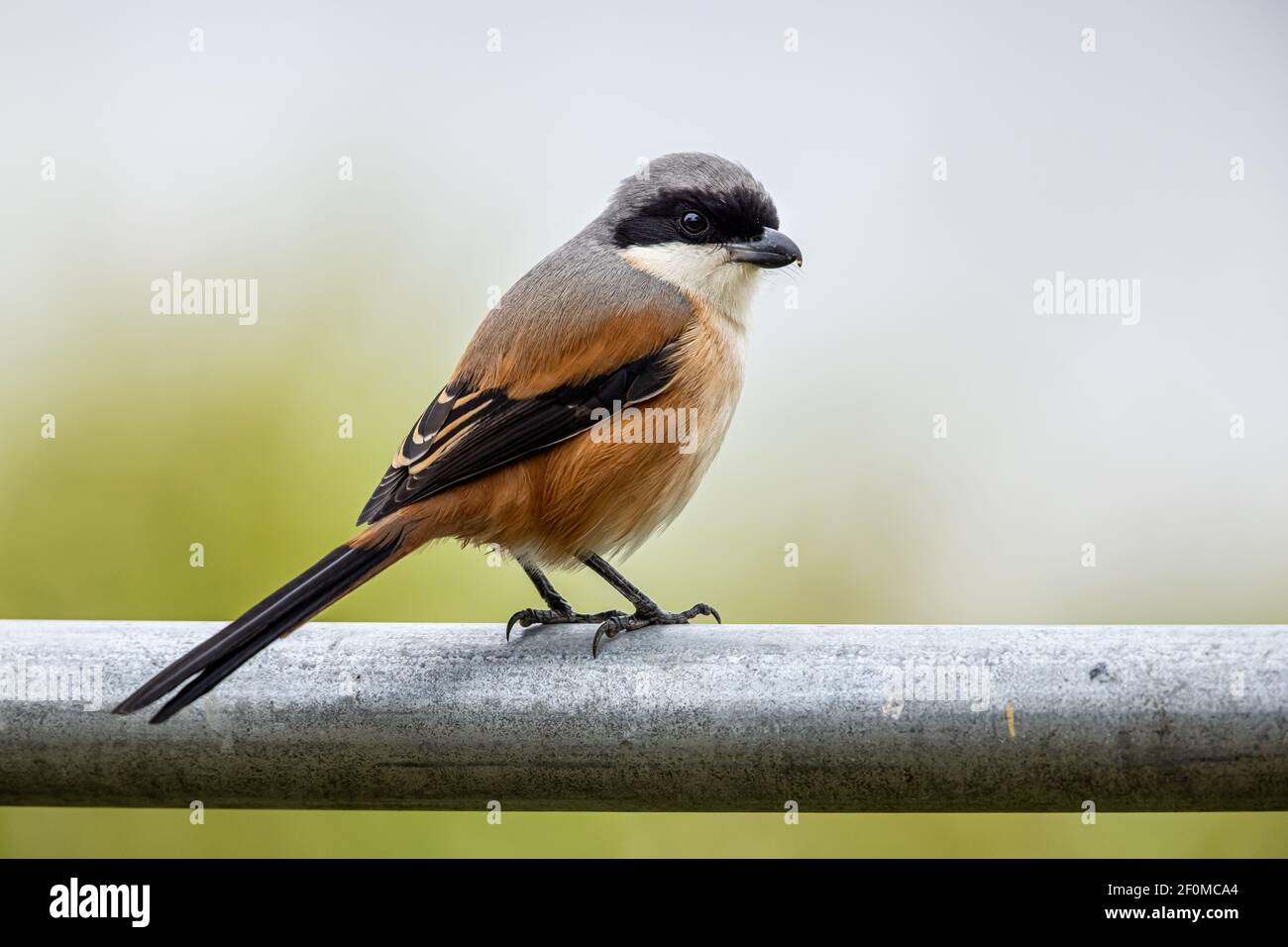 Gamberi con schienale rufous che perching su tubo di ferro in zona umida Foto Stock