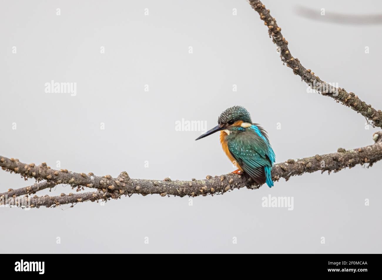 Kingfisher comune (Alcedo atthis) che perching su albero nella zona umida Foto Stock