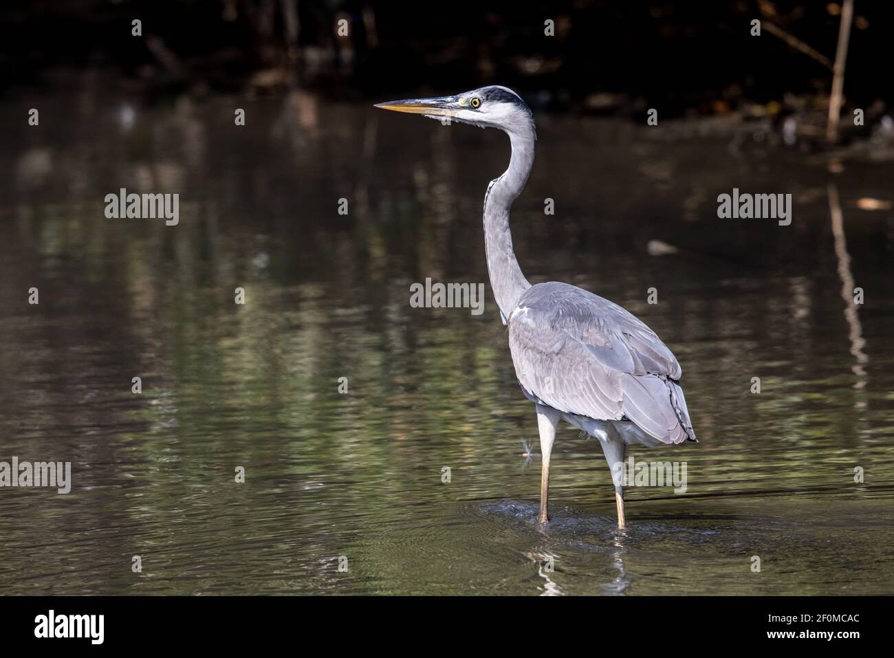 Gray Heron (Ardea cinerea) in piedi in acqua nella zona umida Foto Stock