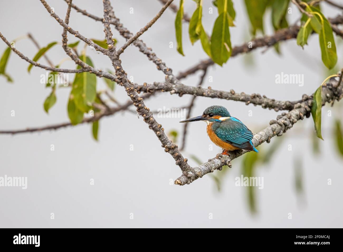 Kingfisher comune (Alcedo atthis) che perching su albero nella zona umida Foto Stock