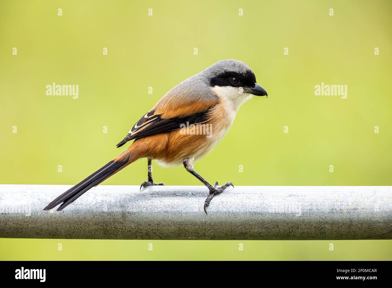 Gamberi con schienale rufous che perching su tubo di ferro in zona umida Foto Stock